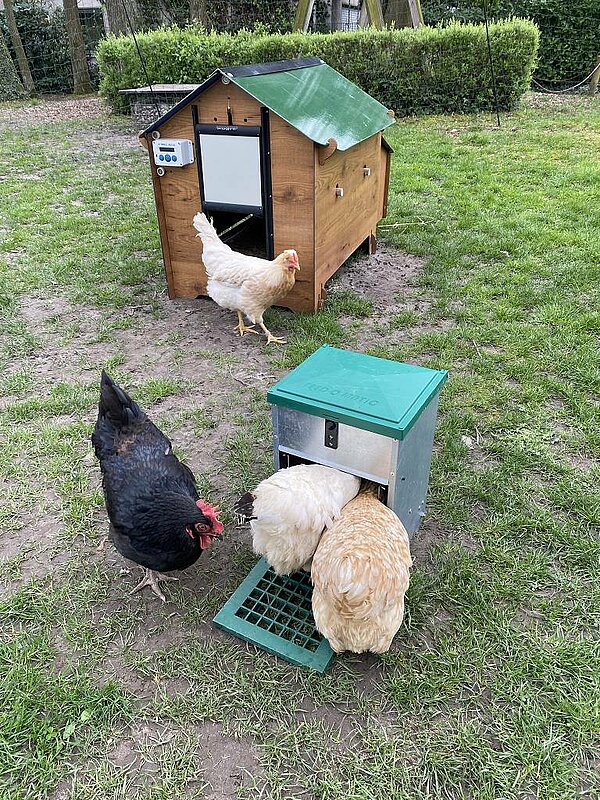 Hühner auf KiTa-Gelände